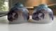 2 Vintage Glass Lamp Shade Set Reverse Hand Painted Lot Japanese Antique
