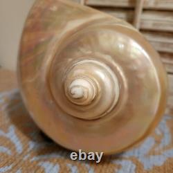 Art Nouveau Deco Nautilus Pearl Abalone Austrian Balamuti Lamp Shade, Vintage