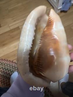 Italian Vintage Grand Tour Carved Conch Shell Blessed Mother Carved Lamp